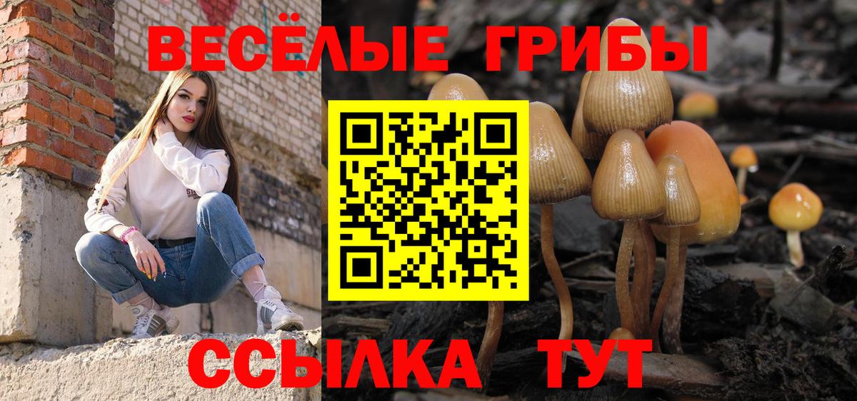 Псилоцибиновые грибы Cubensis Артём